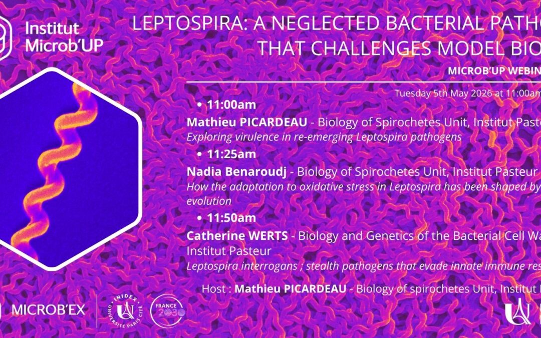 MICROB’UP Webinar series : Leptospira: a neglected bacterial pathogen that challenges model biology – 5 mai 2026